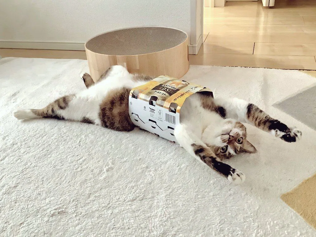 この着こなし方を見よ！」ビール缶のパックを身につけて誇らしげな猫
