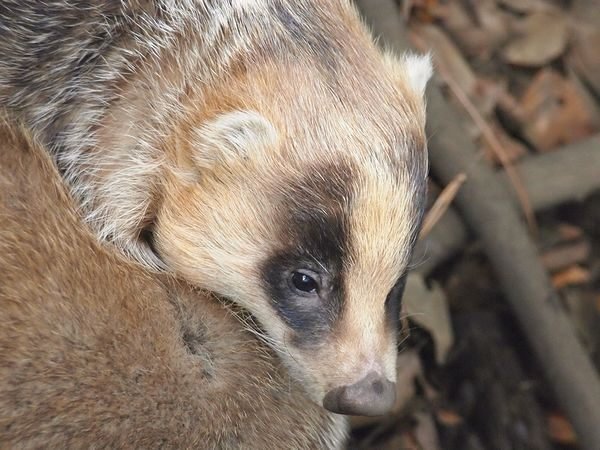 アナグマの写真１