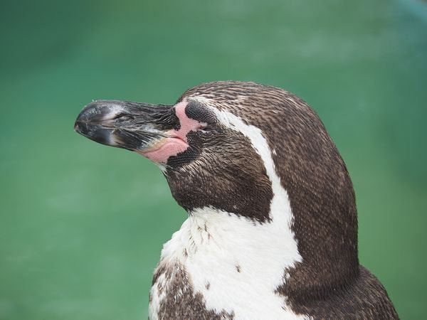 フンボルトペンギンの写真１