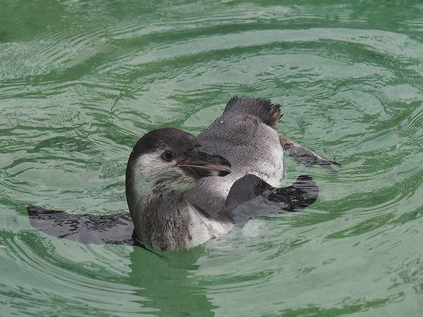 フンボルトペンギンの写真２