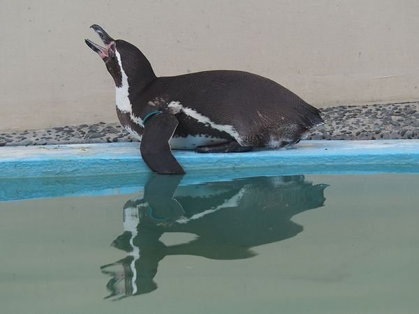 フンボルトペンギンの写真３