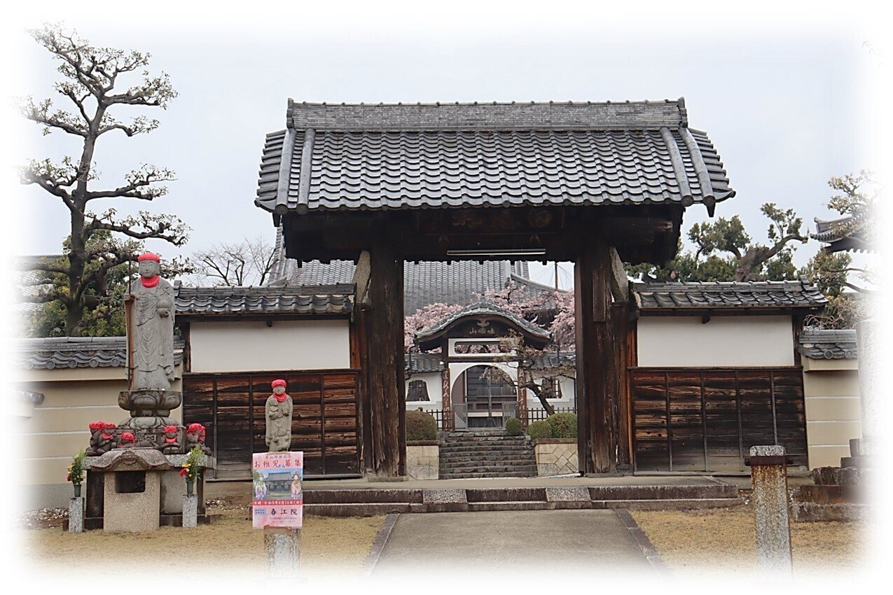 2024 花暦 香積院 枝垂れ桜 ｜wabi・sabi