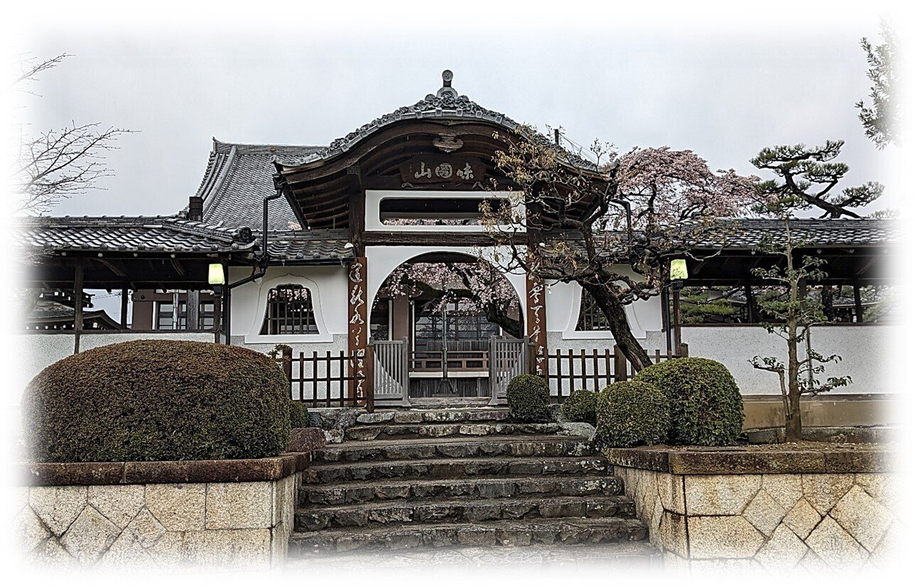 2024 花暦 香積院 枝垂れ桜 ｜wabi・sabi