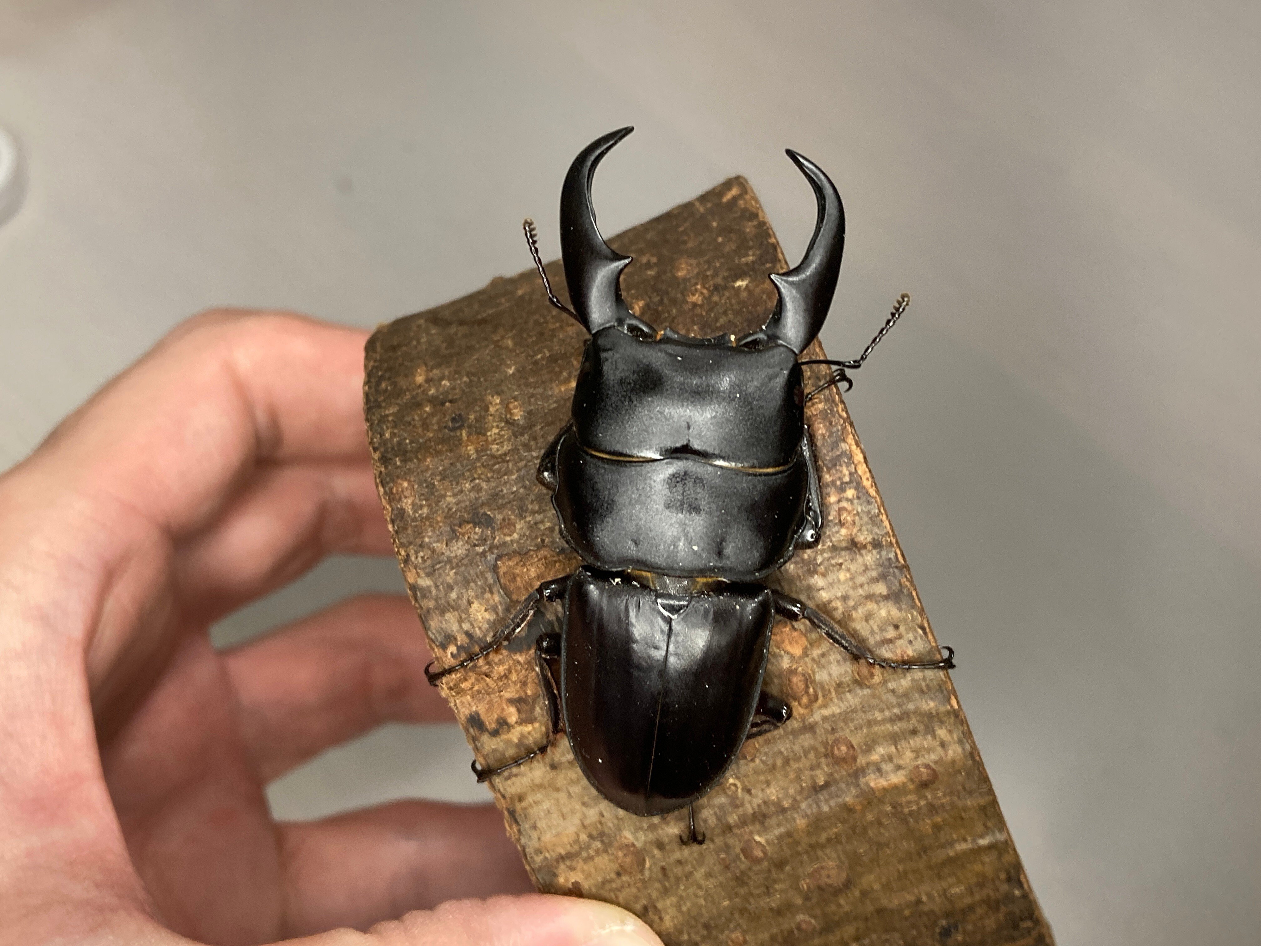 ミークヒラタクワガタ(亜種delislei) 飼育記#1｜ヤヴカラヴォー