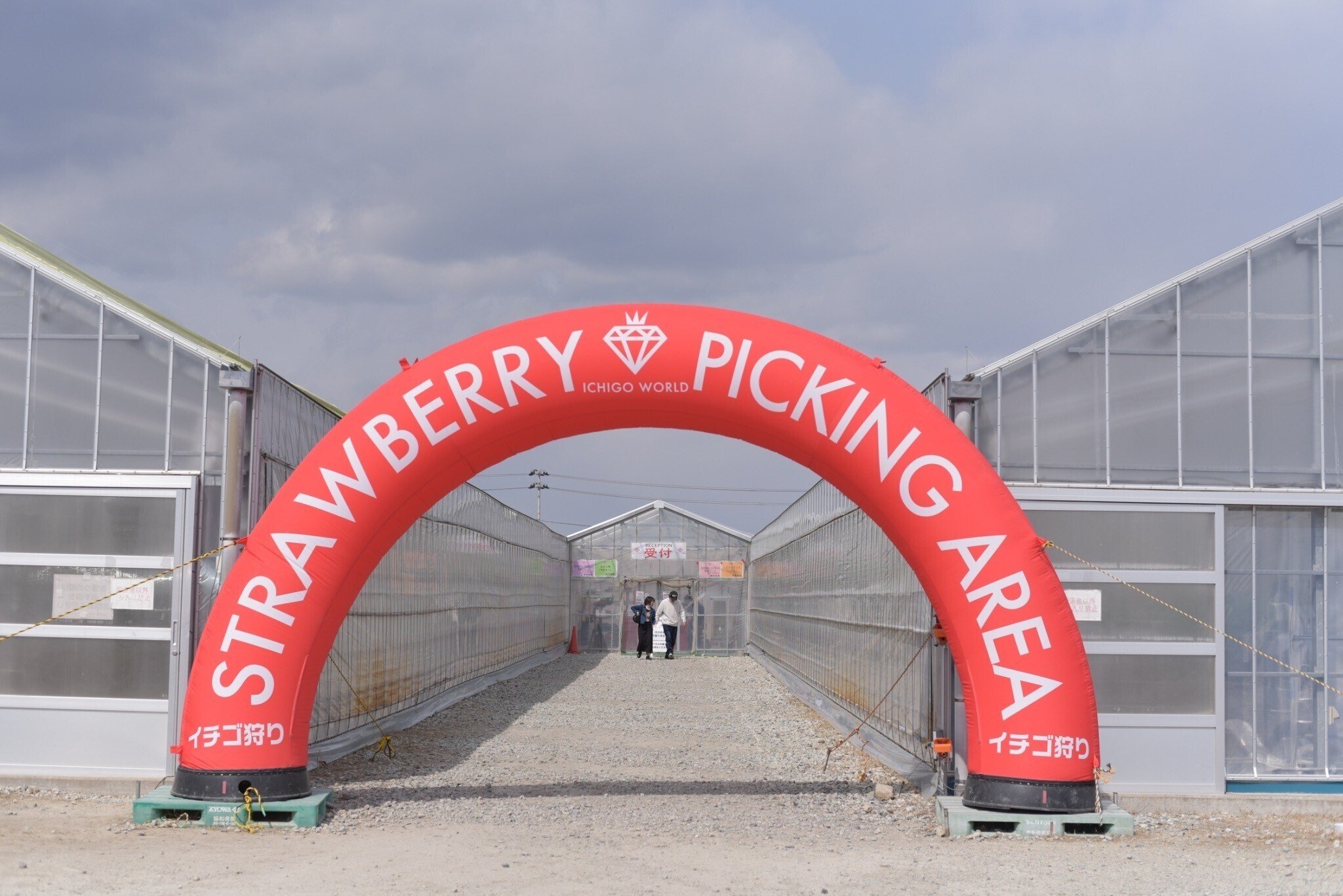 イチゴの木（カッチョイイサイズ）大 Taihakutopia＊ ▶︎宮城が誇るいちごブランド！ミガキイチゴの