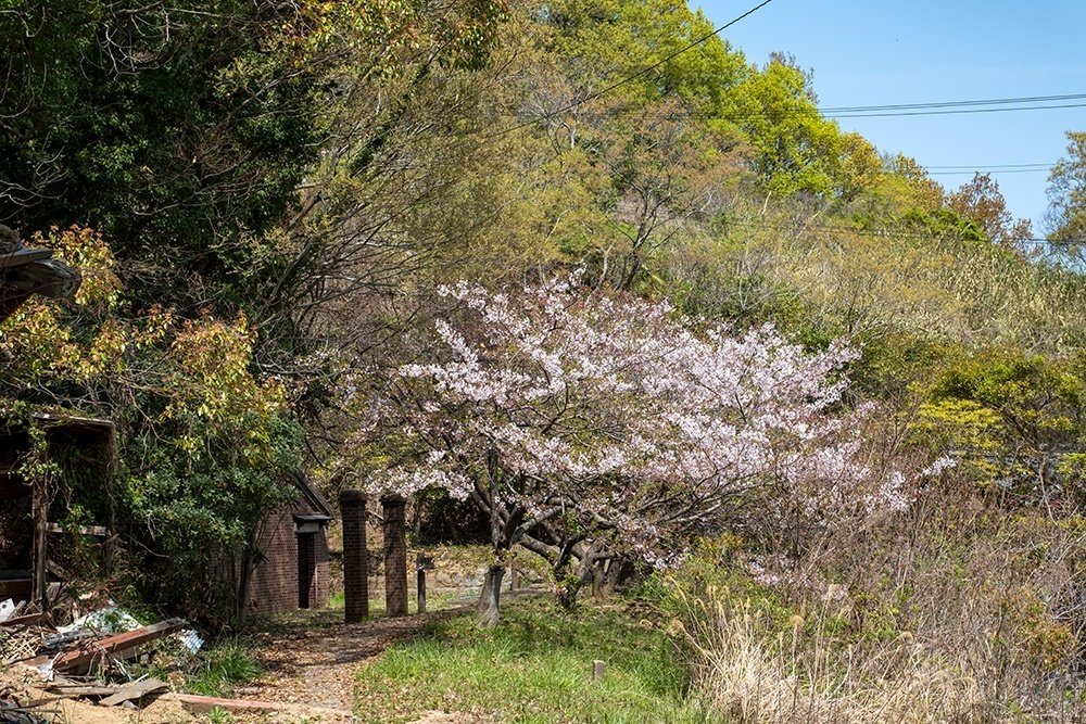 小島に咲く桜