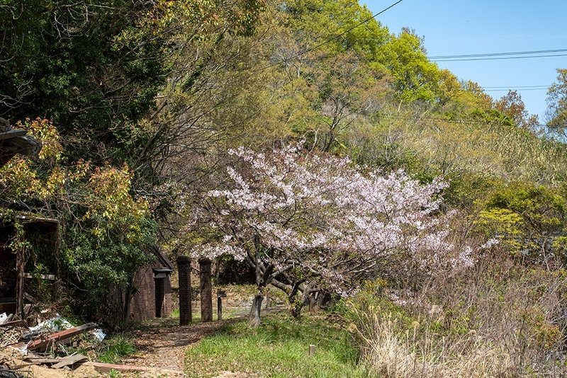 小島に咲く桜