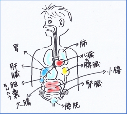 五臓六腑に染み渡るページ 五臓六腑に染み渡る - 小説投稿エブリスタ