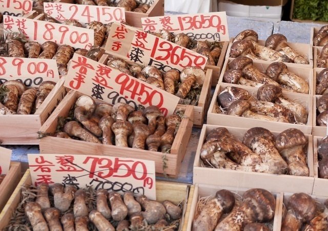 竜騎兵様用　松茸 鯉沼商会 フレッシュ 松茸 LLサイズ[GTIN:なし]/マーム
