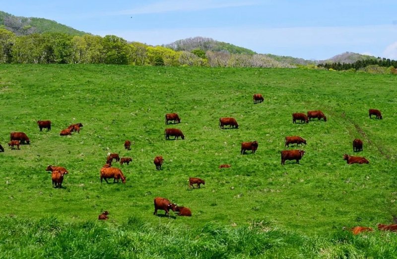牛の放牧の写真