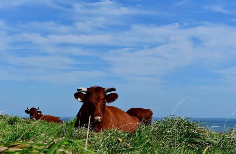 牧草地でくつろぐ短角牛の写真