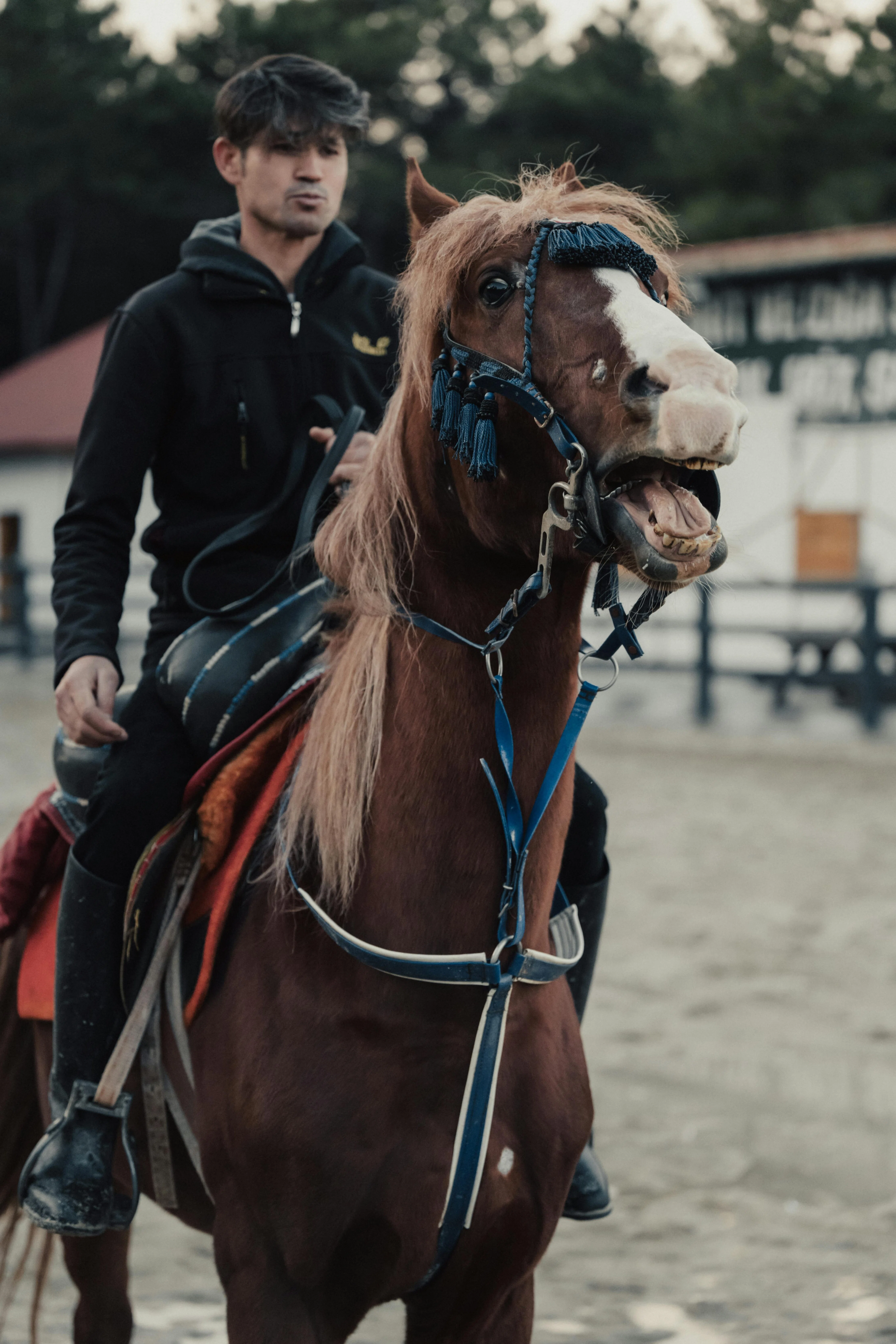 GPTs】競馬場のパドックを闊歩するサラブレッドの馬体の毛艶や筋肉の