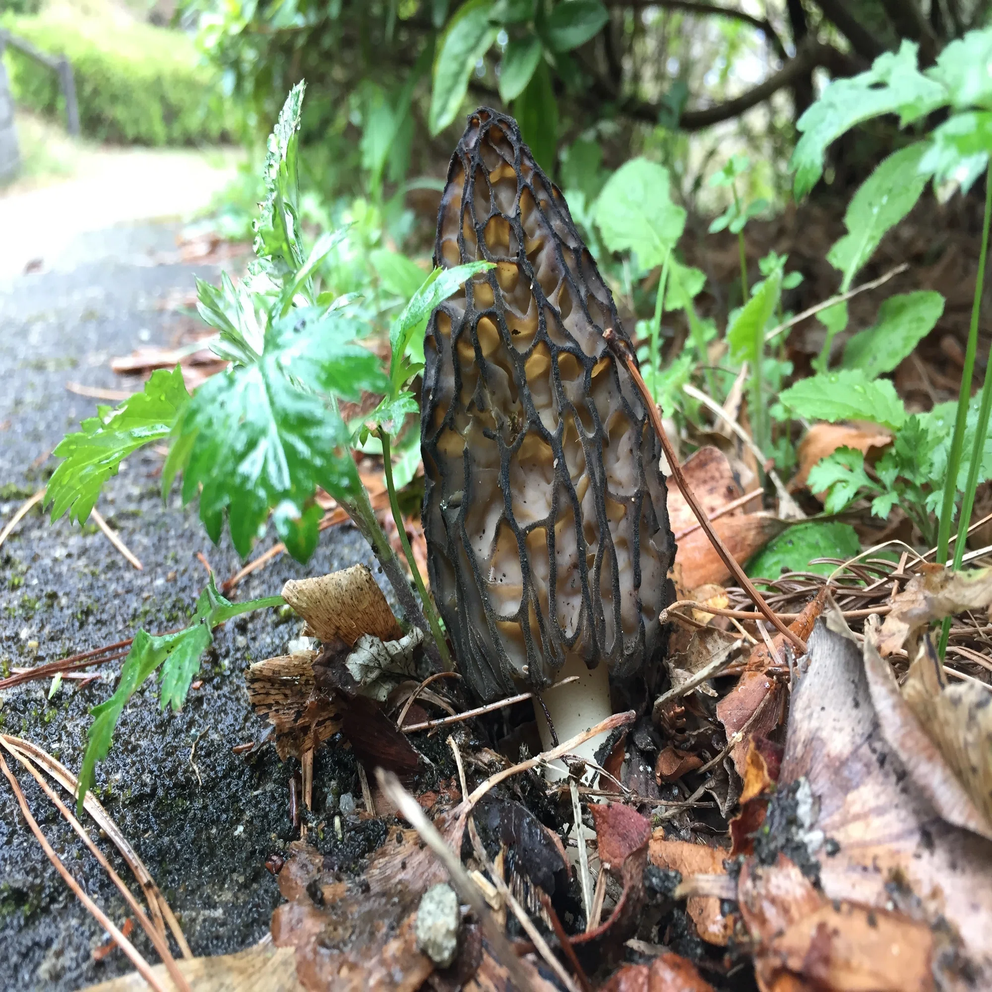 アミガサタケのなかまたち(網笠茸)Morchellaceae | きのこびと