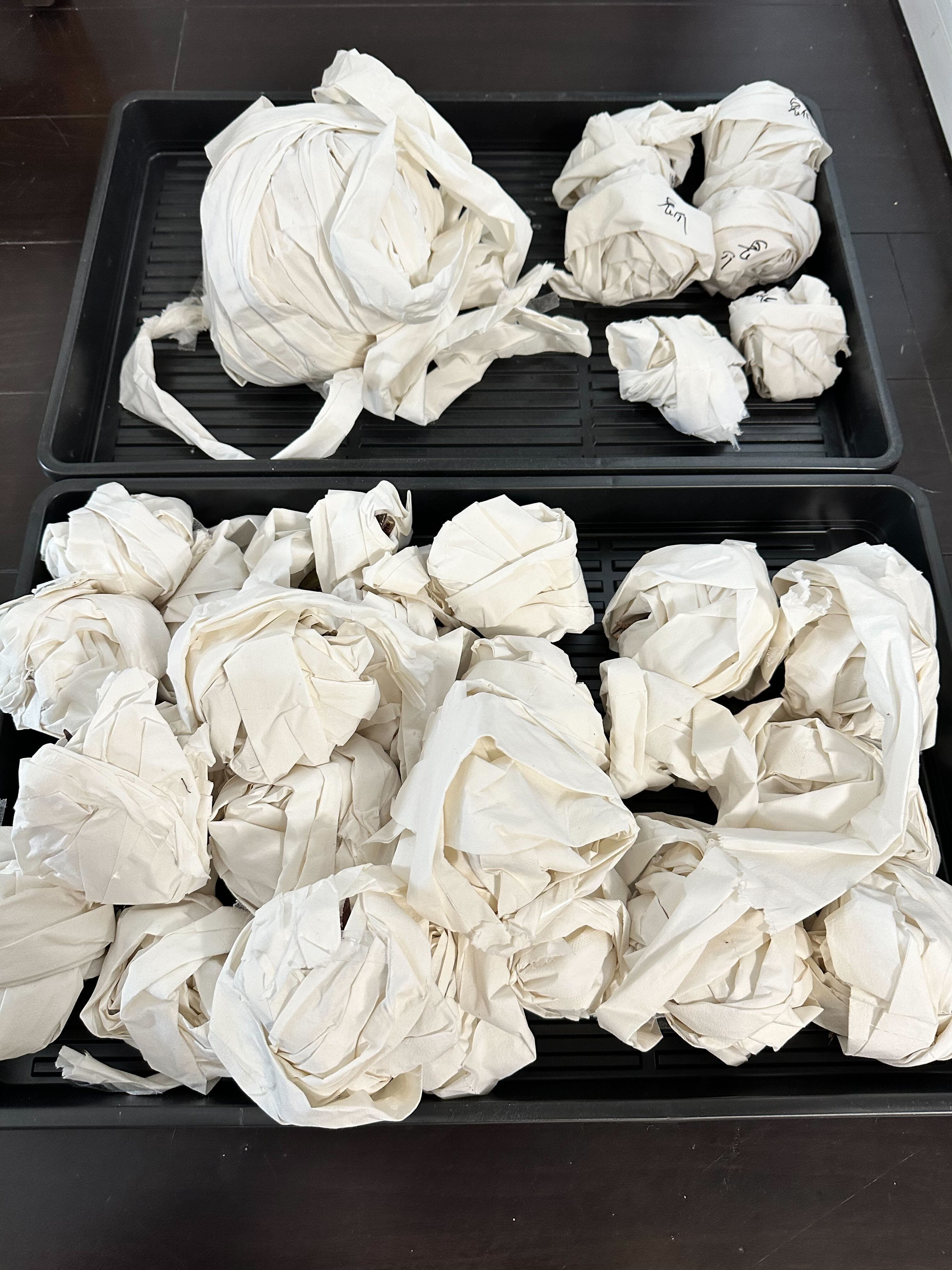 Re-NEWAL 台湾アガベの初輸入レポート|Re-NEWAL Re-NEWAL 台湾アガベの初輸入レポート|Re-NEWAL