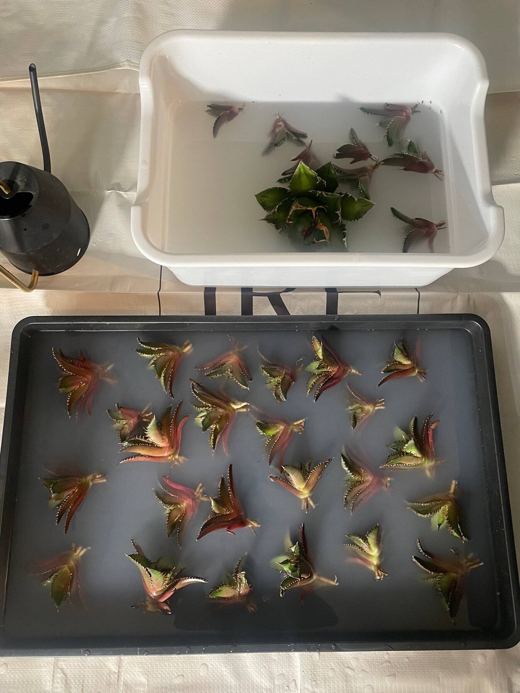 極上 アガベ 氷山 台湾輸入 ベアルート 棘界/アガベ/氷山/極上美株 - メルカリ