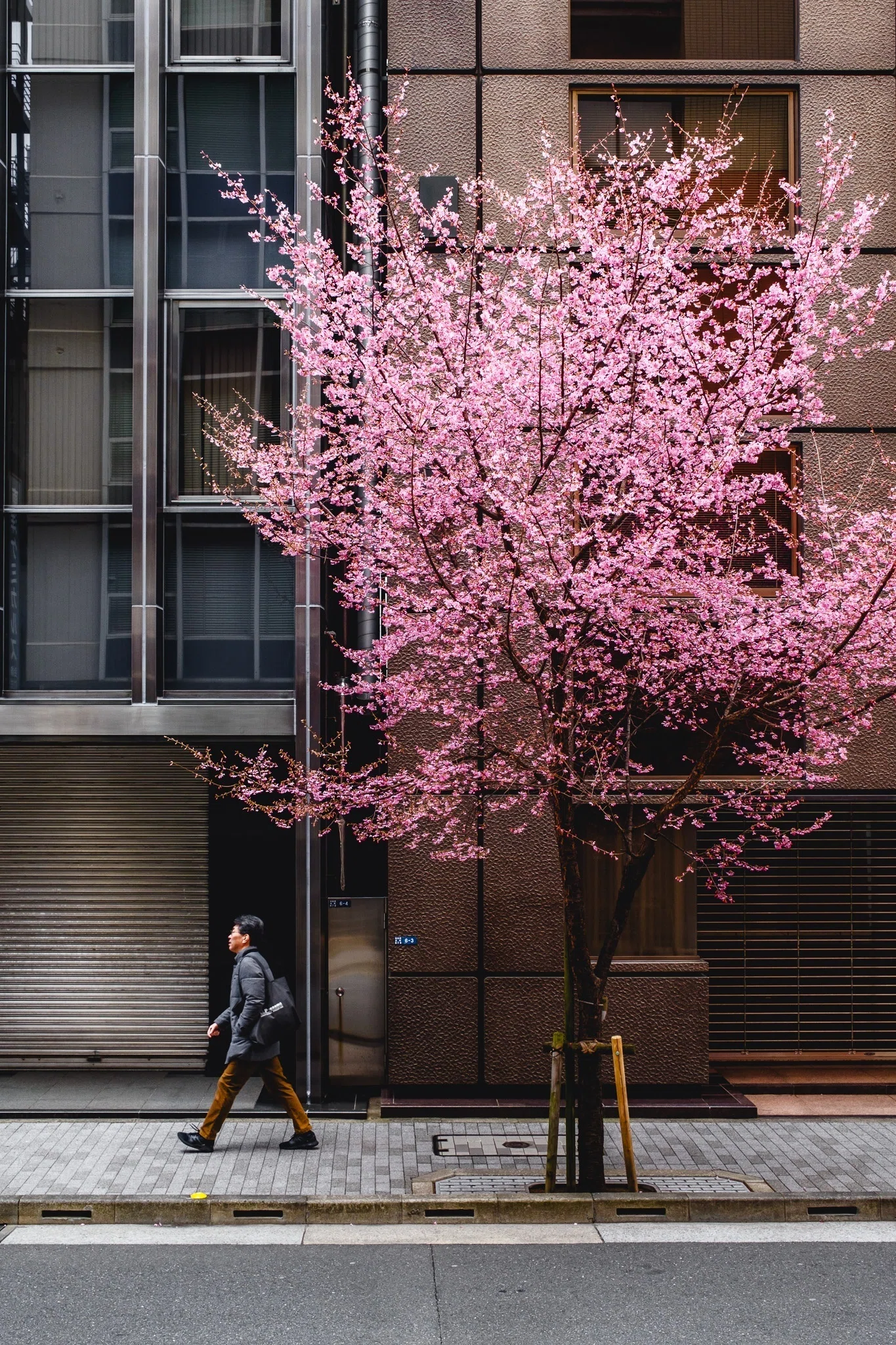 写真15枚】春を先駆ける日本橋のオカメ桜｜Nocchi(のっち)