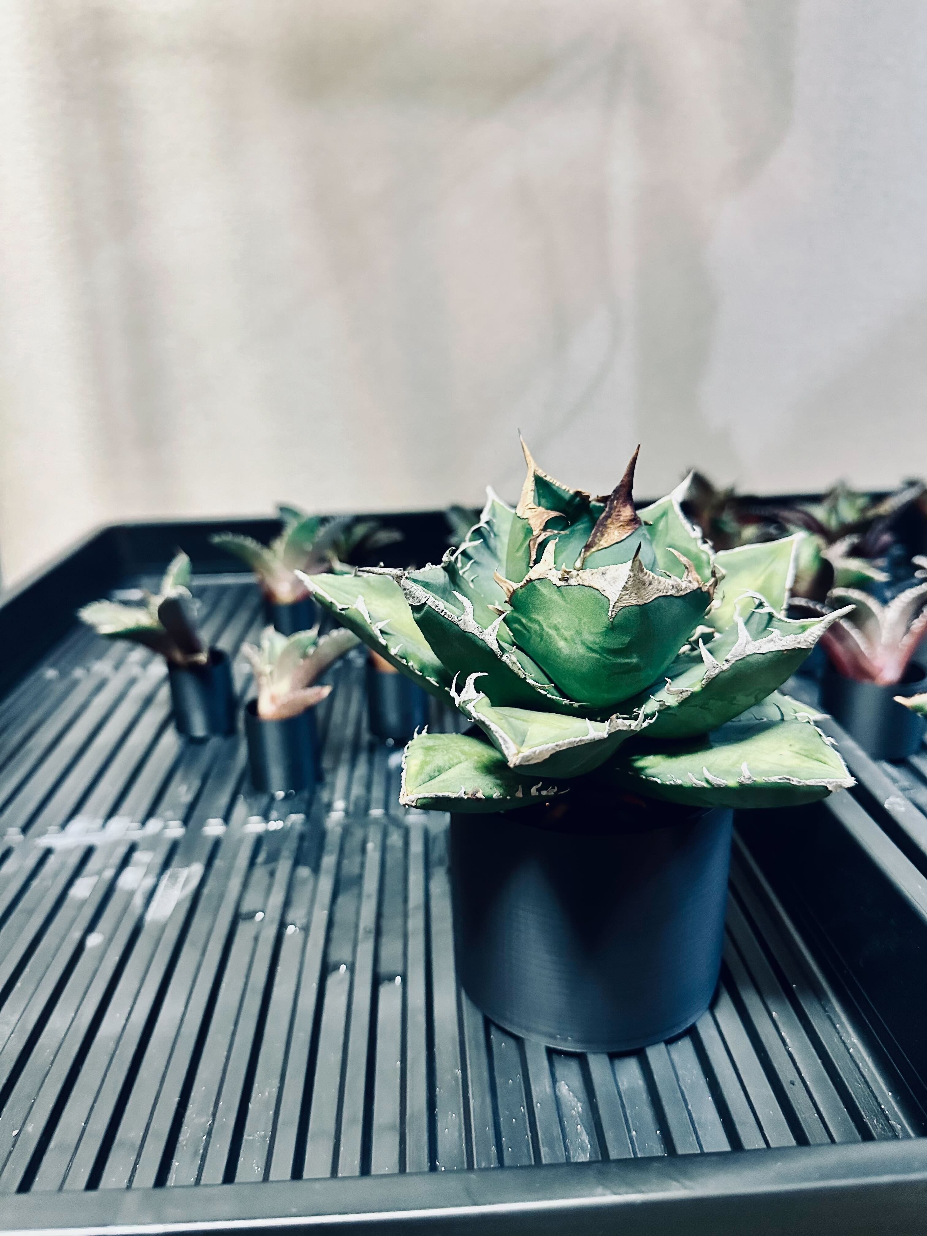 極上 アガベ 氷山 台湾輸入 ベアルート わが家で一番高価な多肉植物は……アガベ 氷山 - ブルックリンライフハック