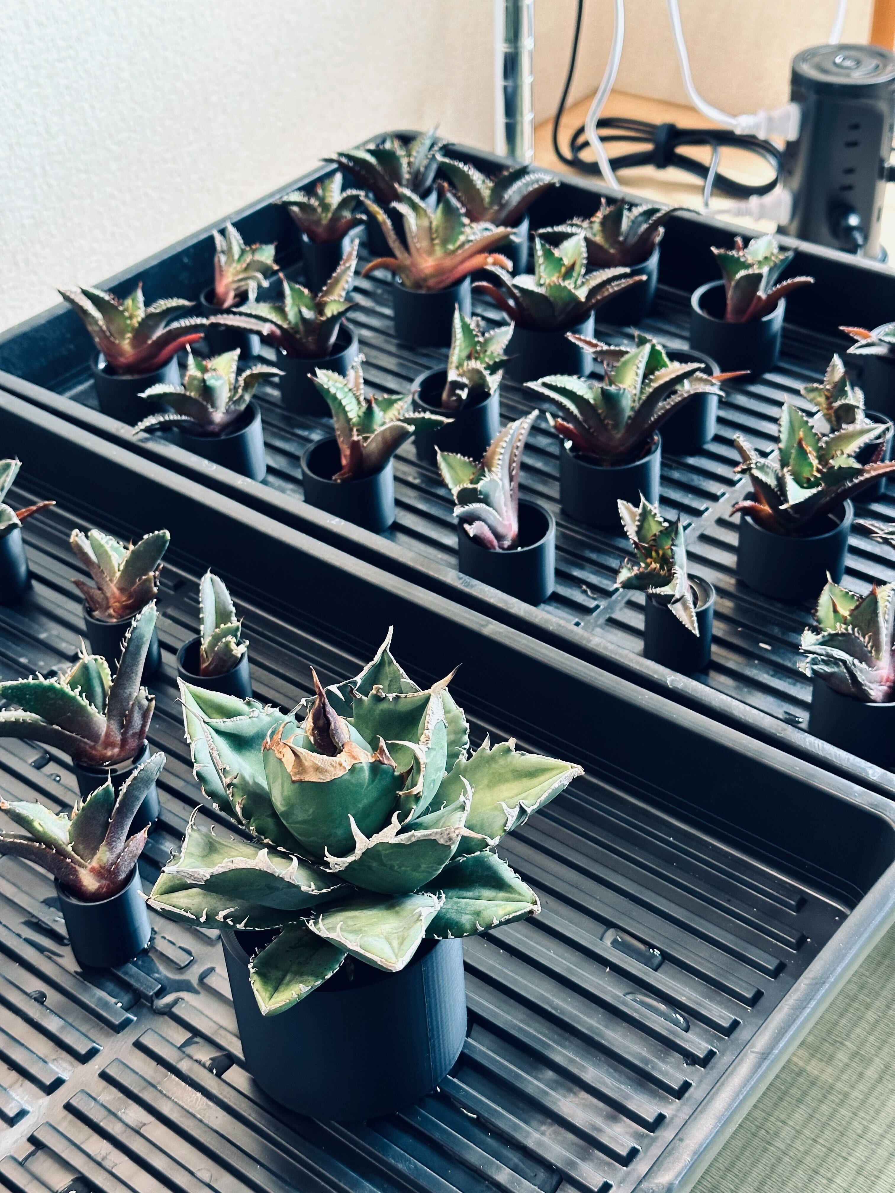 b*1様 アガベメイン☆塊根セット19種！ アガベメイン☆塊根セット19種！