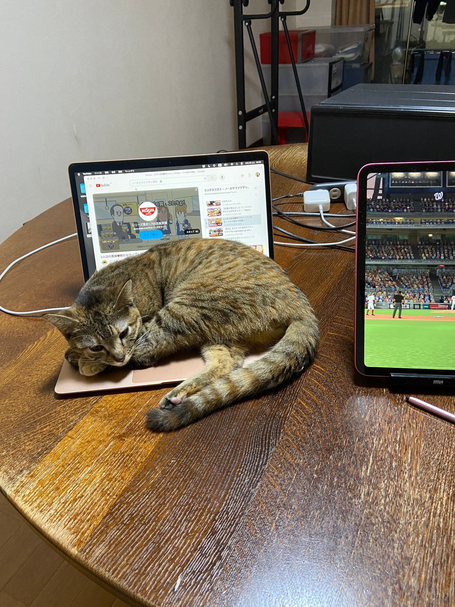 猫が来てから変わった7つのこと」に共感する人が続出！猫との暮らしで