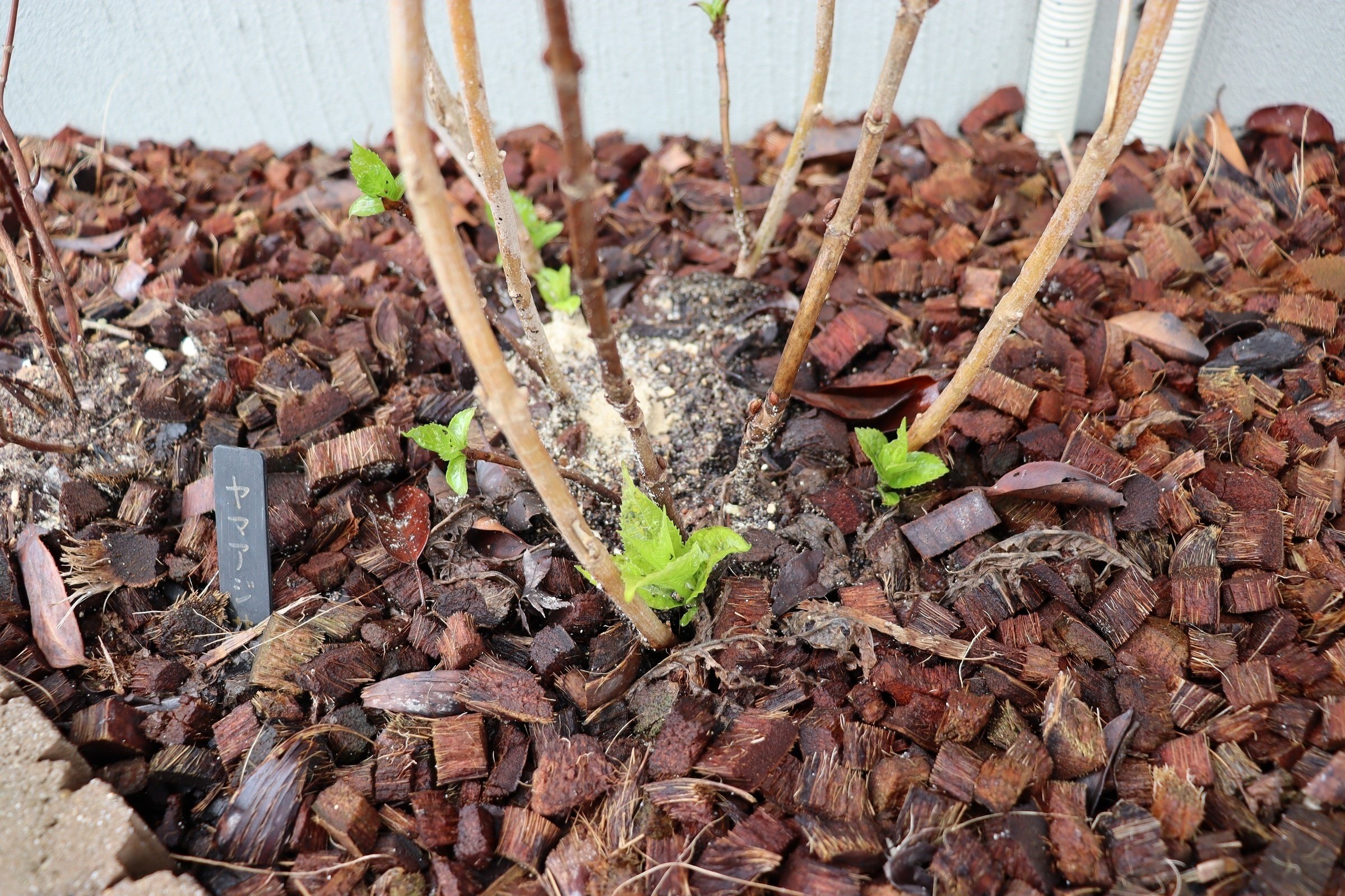春の芽吹き特集 その二｜MORI_YOSHI@雑木の庭