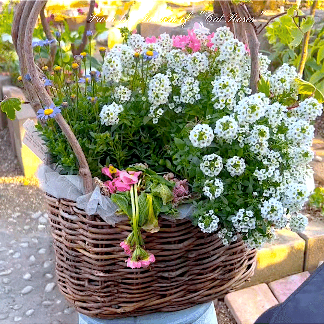 突然しおれたプリムラと枝垂れ柳｜Cat rose 「ガーデニングブログ Cat