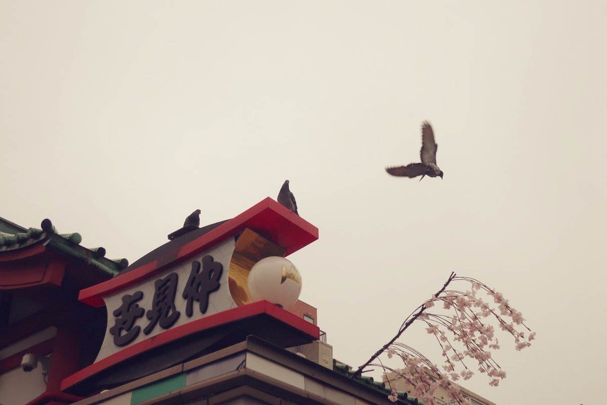 鳩が飛んでいく様子