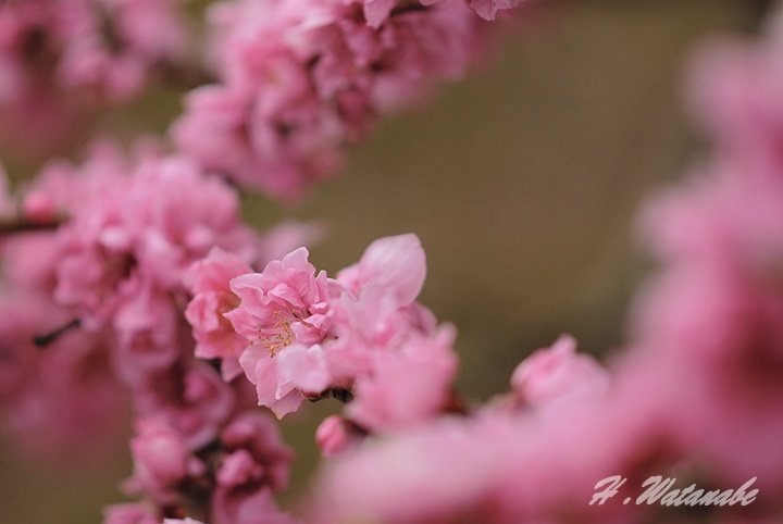 東京の桜はまだ先か 曇り空のなかを軽く撮影｜渡邊博士