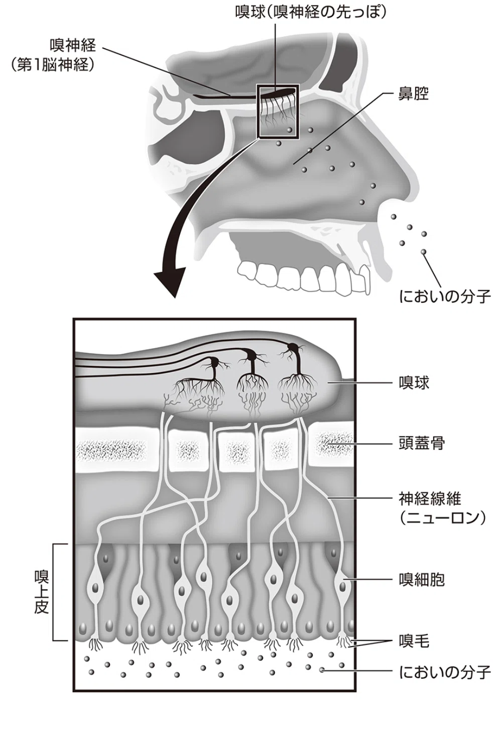 鼻腔内の嗅細胞と嗅毛、嗅球の位置関係を示す図