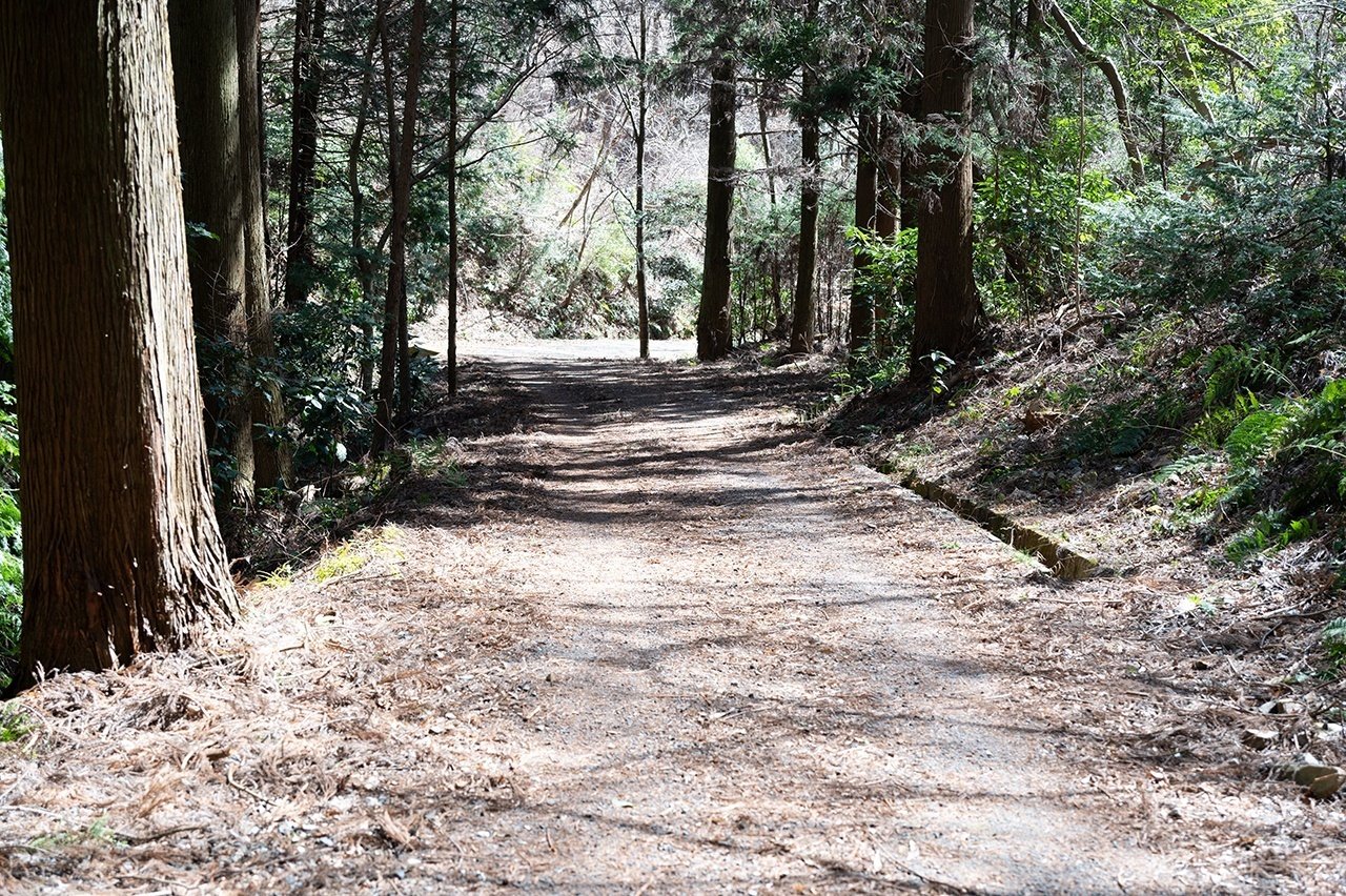 森の妖精ミツマタと偶然みつけたほっこりカフェ〜鶏足山・焼森山