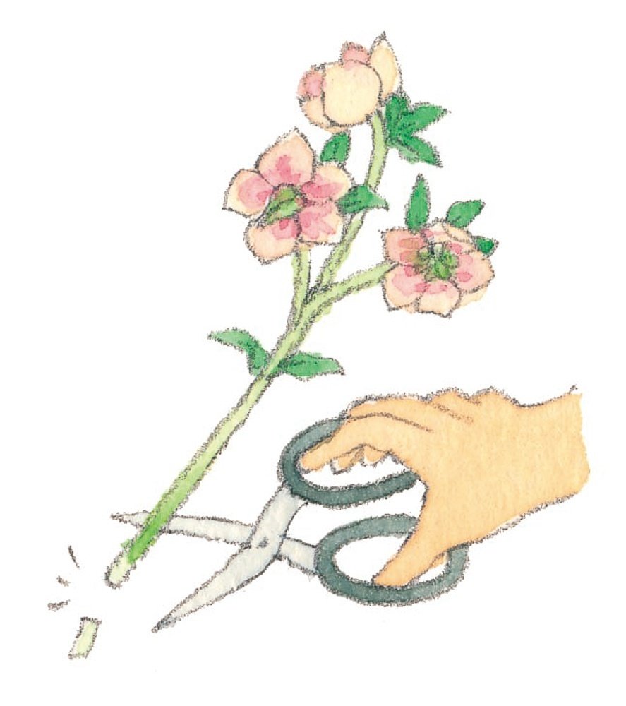 K.様にご購入苗㉕-88クリスマスローズ