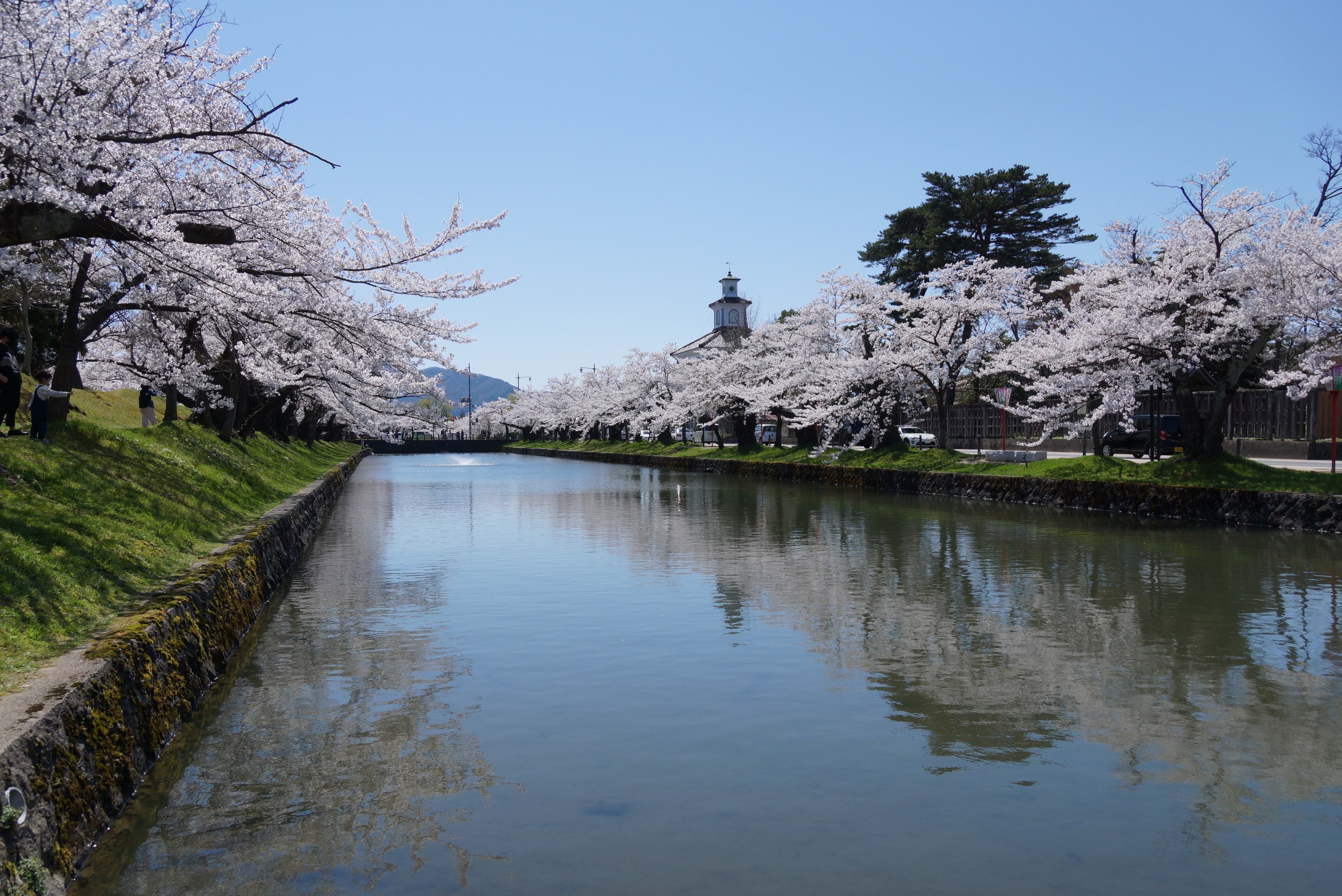 🌸もうすぐ開花🌸鶴岡の桜スポットをご紹介します｜鶴岡市