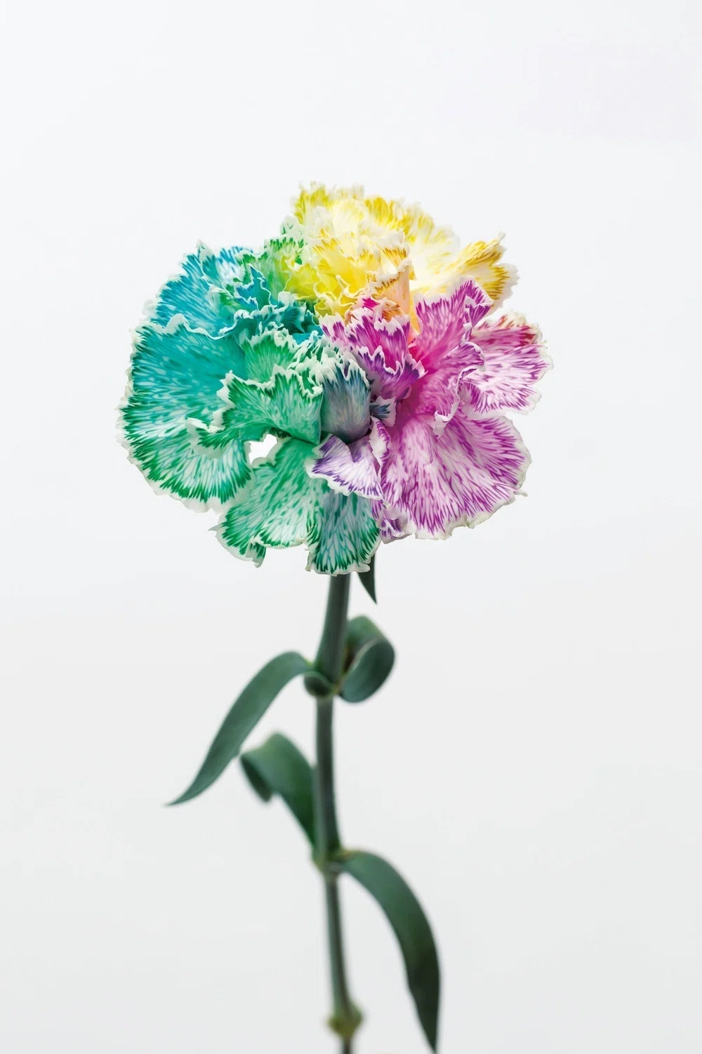 花を七色に染めてみた！ フローリスト実験室 実験2｜植物生活