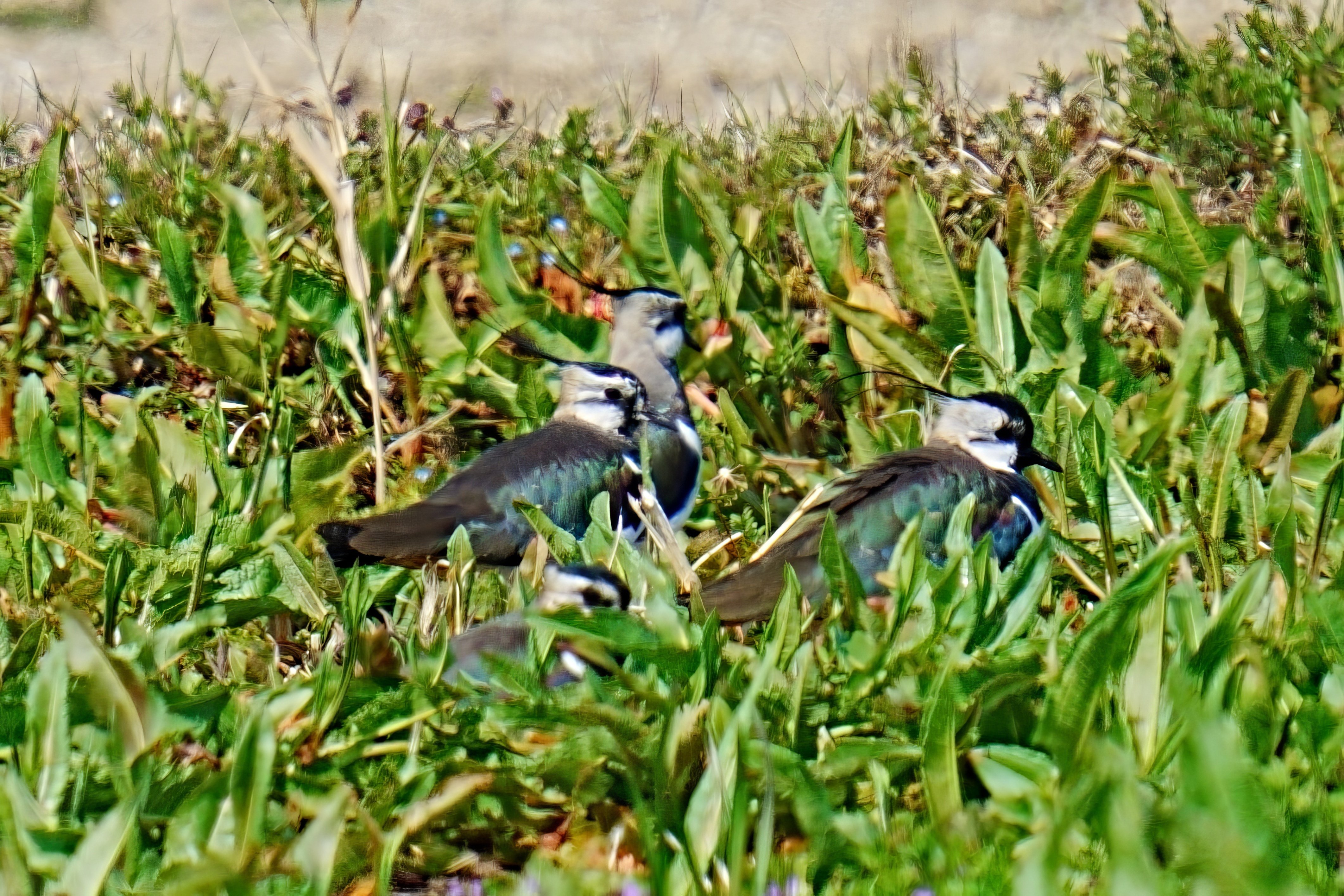 3382　古美術＜値下げ交渉大歓迎＞九谷　鳥と花　ヒビ、カケ有 3382 古美術＜値下げ交渉大歓迎＞九谷 鳥と花 ヒビ、カケ有