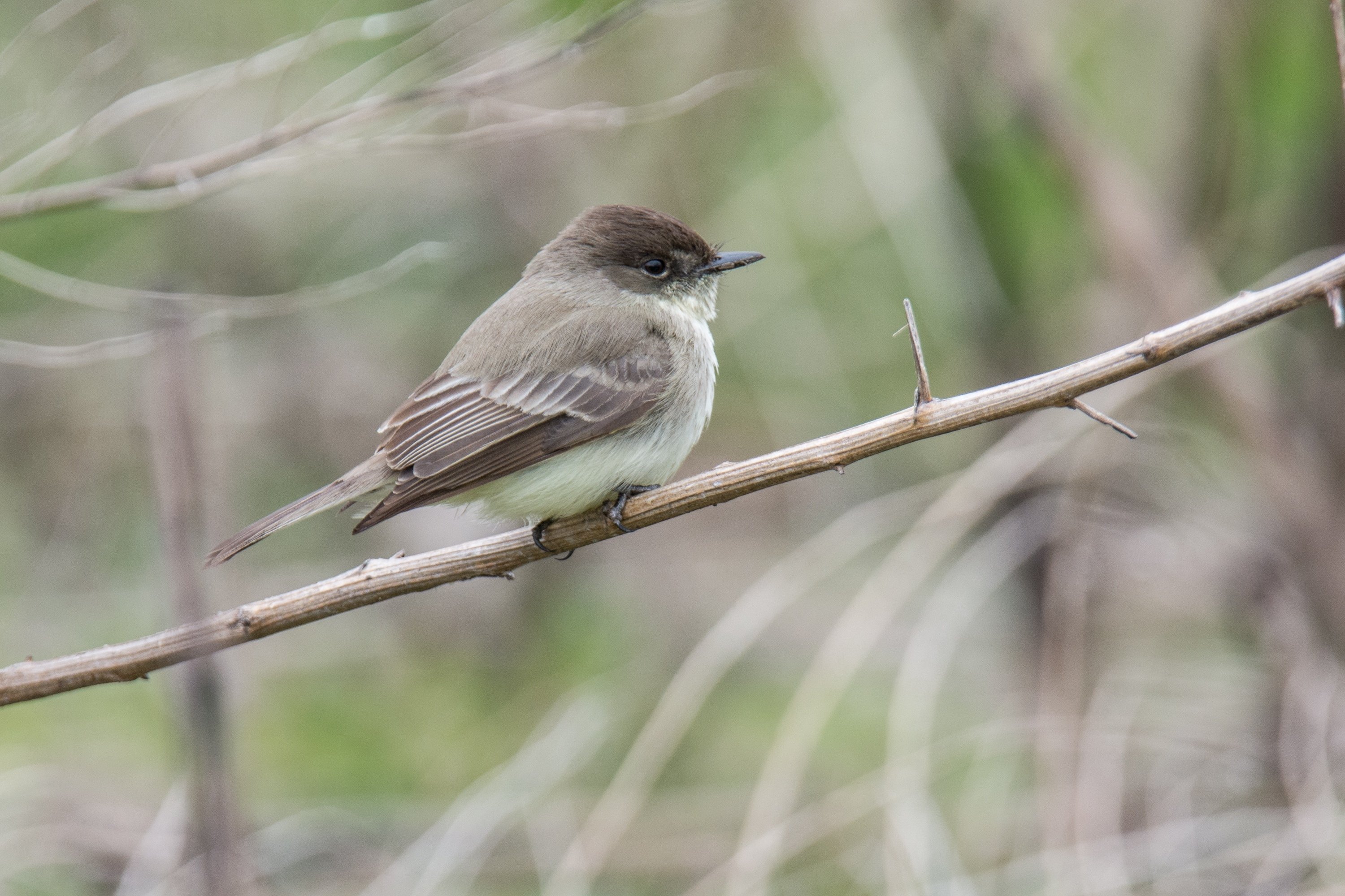 シカゴでバードウォッチング！】 Eastern Phoebe｜ローリー