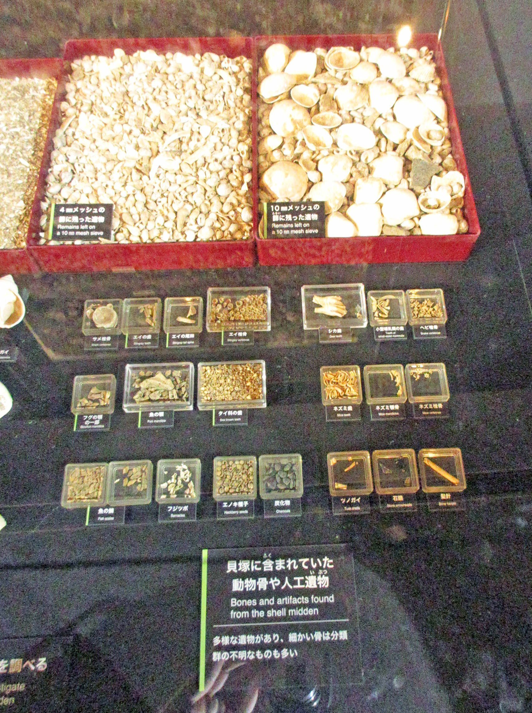 3-3．縄文人の盛んな海洋活動、縄文時代の貝類の装飾品と交易