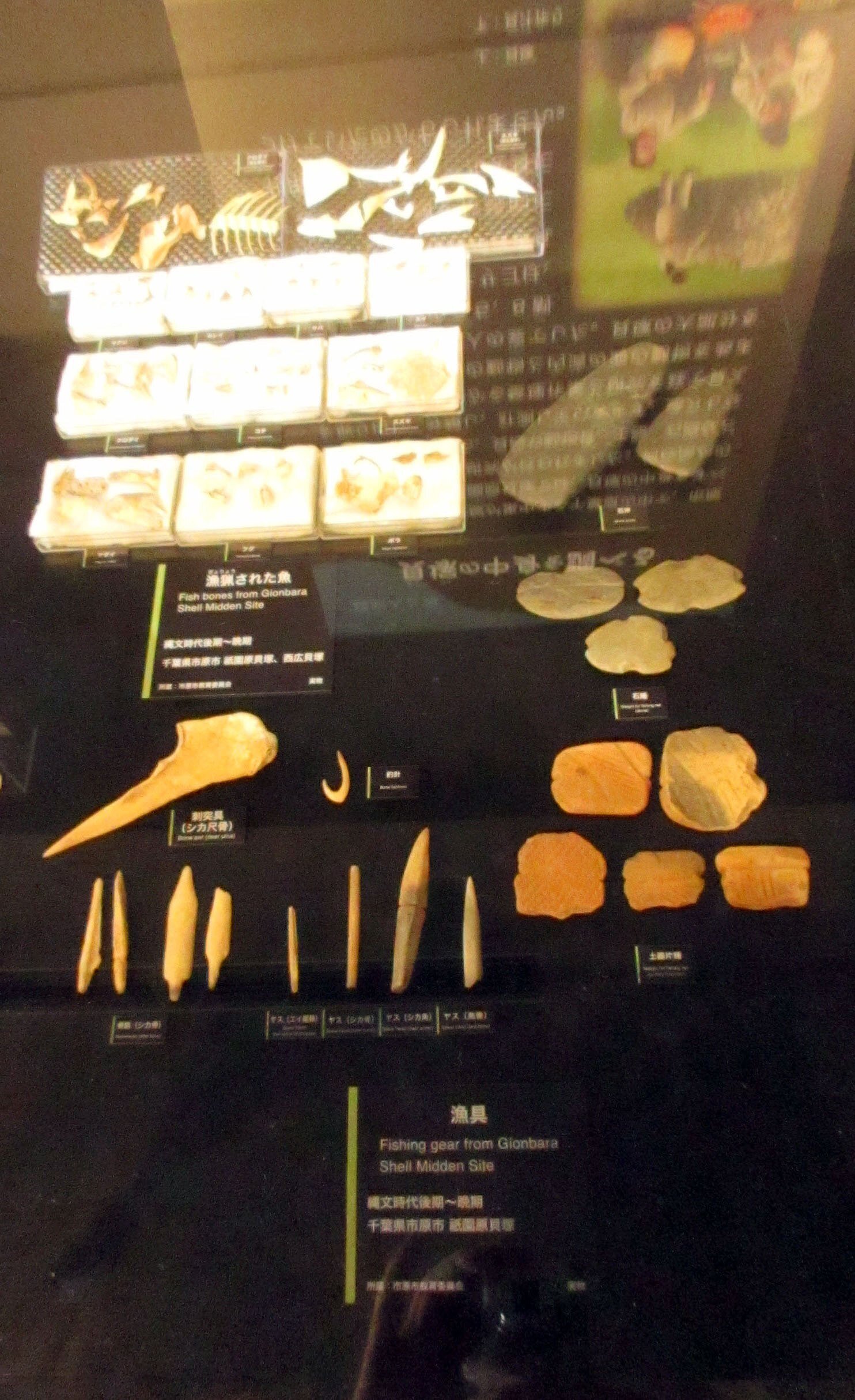 3-3．縄文人の盛んな海洋活動、縄文時代の貝類の装飾品と交易