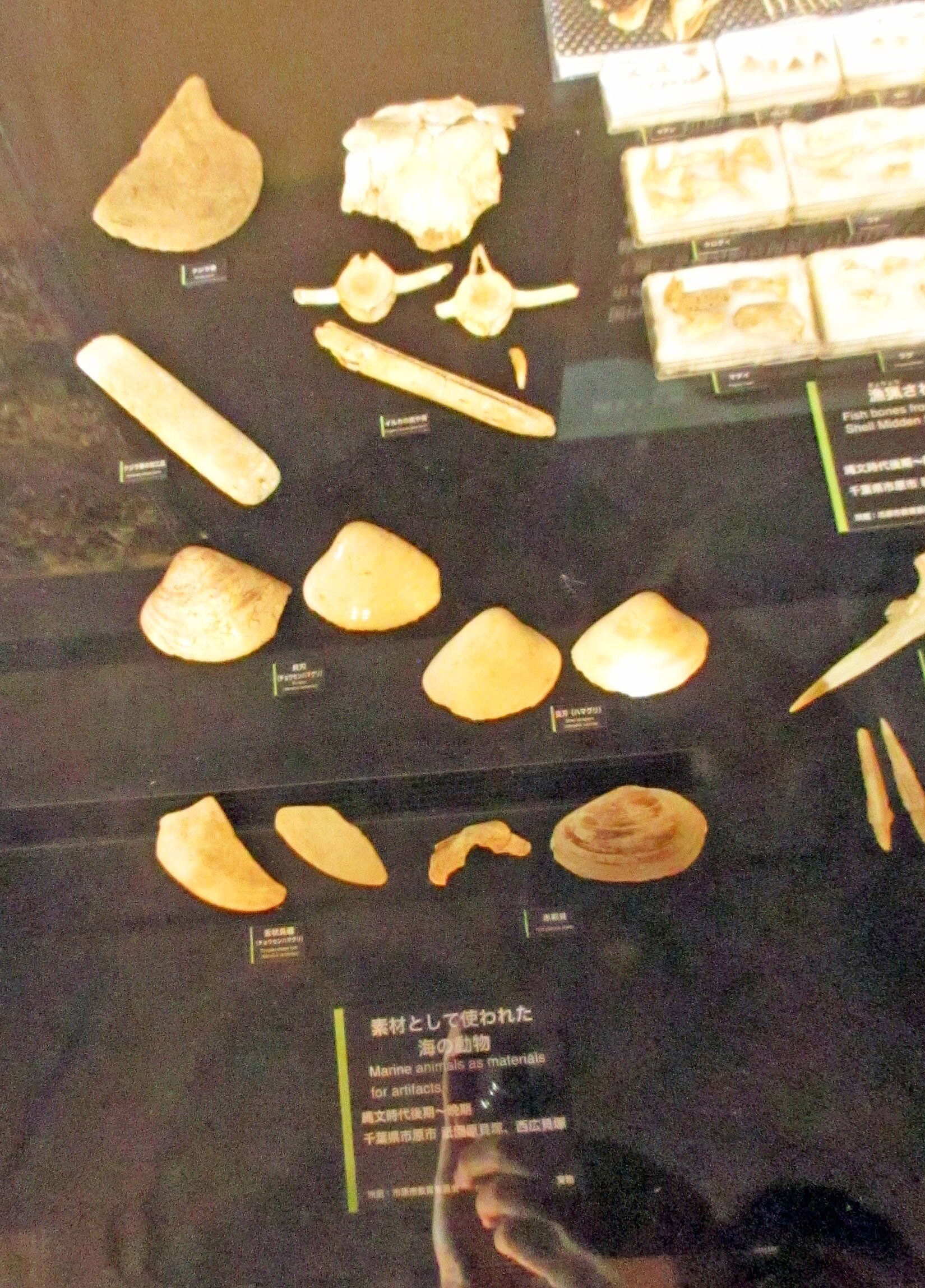 縄文土器と貝塚の貝 神奈川県夏島貝塚出土品 文化遺産オンライン