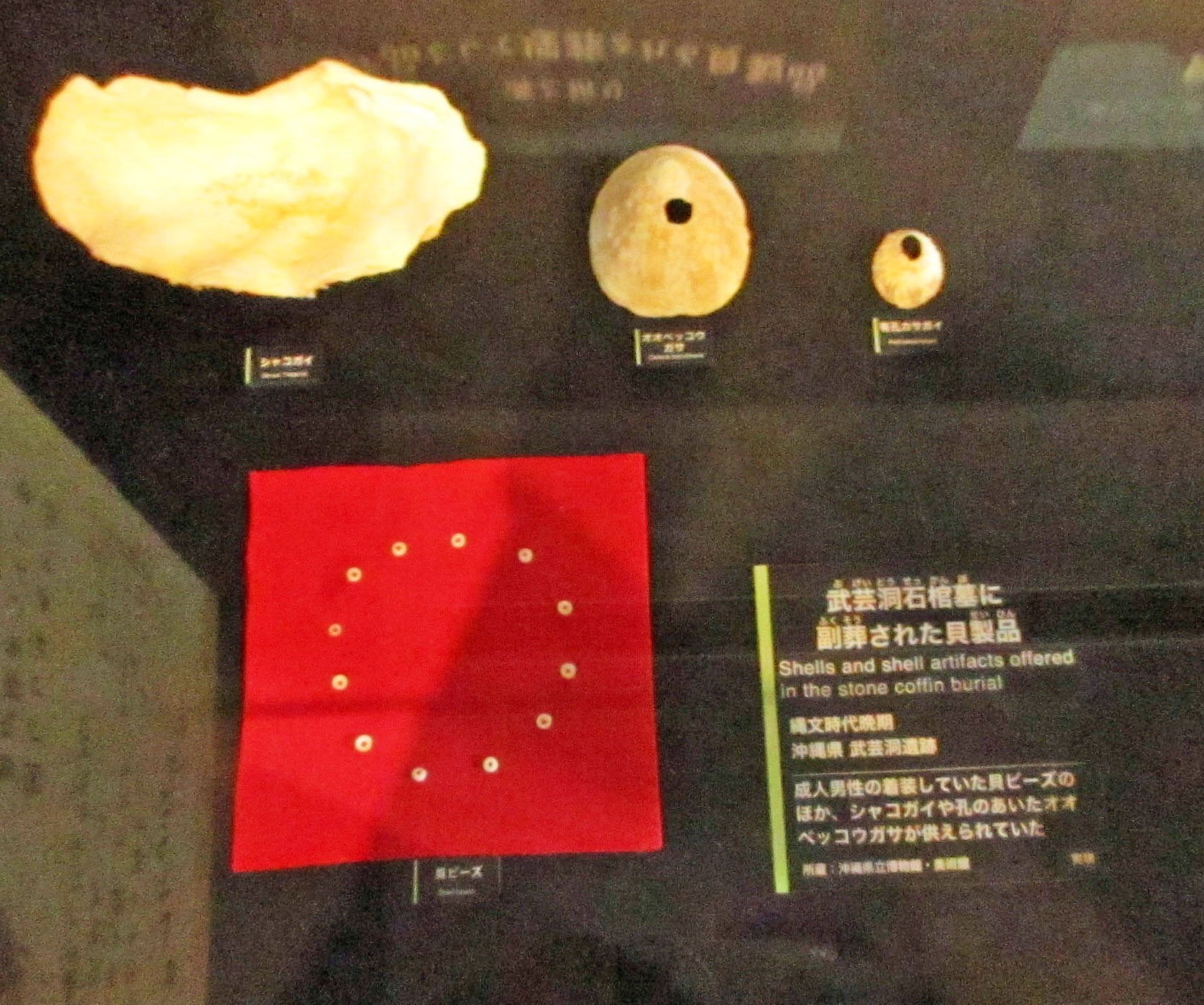 縄文土器と貝塚の貝 神奈川県夏島貝塚出土品 文化遺産オンライン
