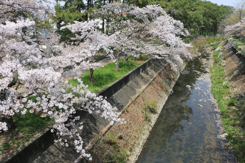 天竺川沿いに咲く桜