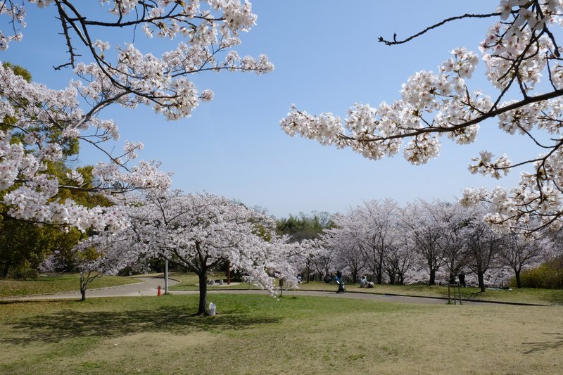 千里中央公園内の広場に咲く桜