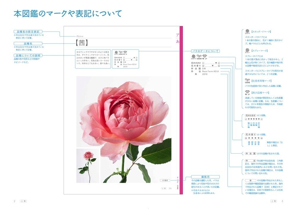 使える！「1000種」の切り花バラ図鑑、刊行間近です！｜植物生活