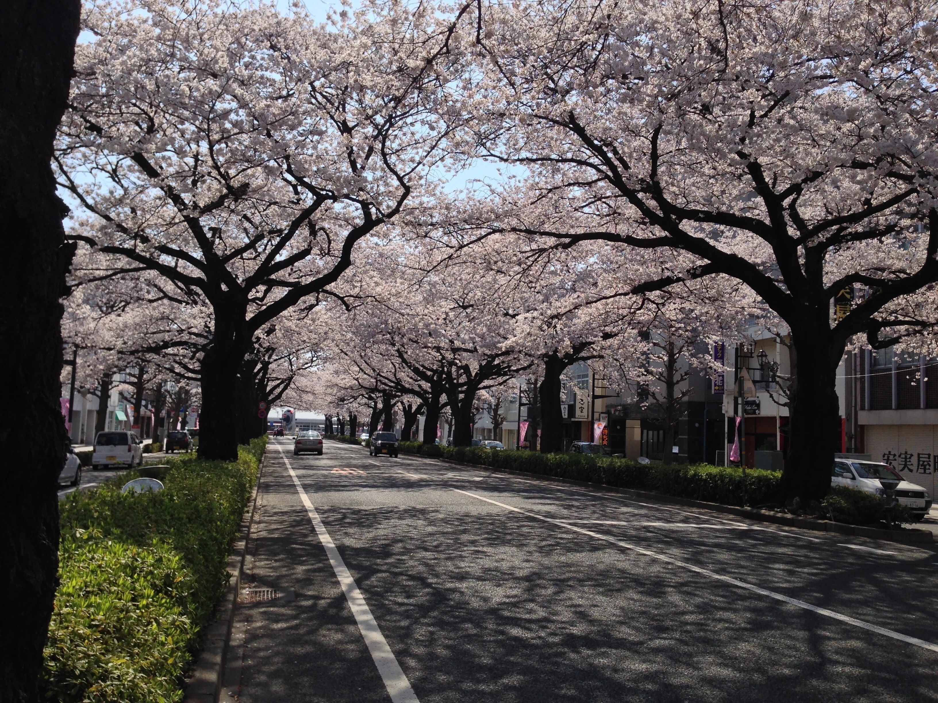 ひたちの桜の名所2024｜大煙突とさくら100年プロジェクト