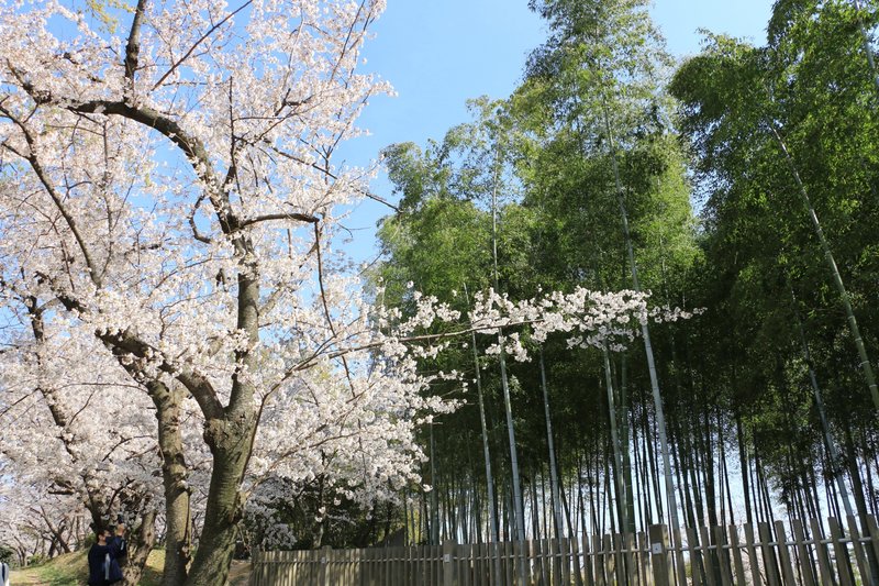 服部緑地内の桜と竹林