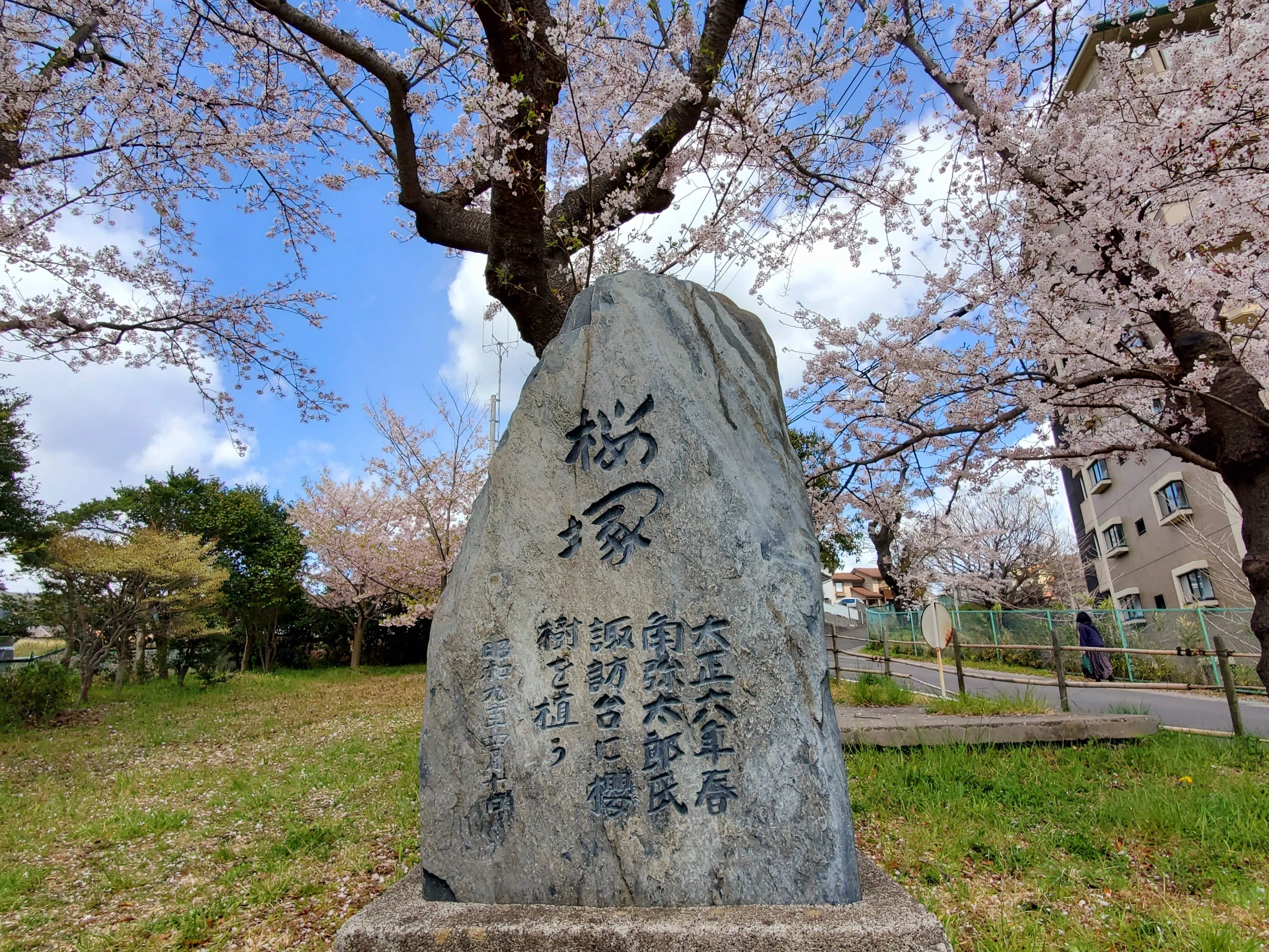 ひたちの桜の名所2024｜大煙突とさくら100年プロジェクト