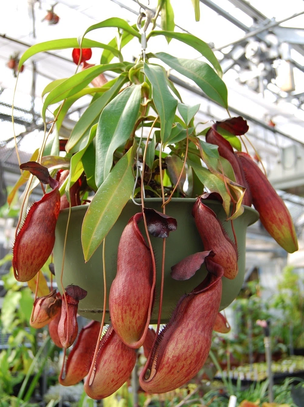 食虫植物の罠にハマってみる？ ［1・秋編］｜植物生活