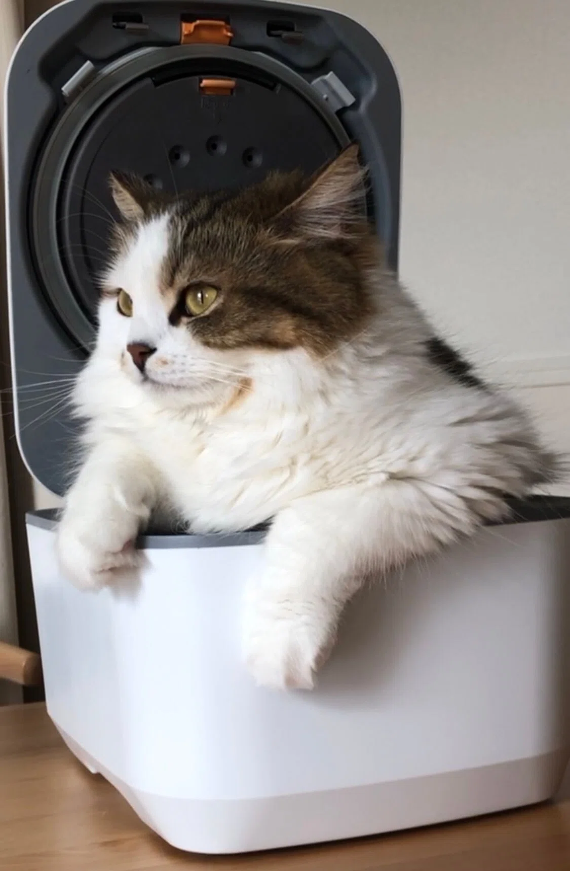 猫が立ち湯するとこんな感じ？箱に無理やり入った猫ちゃんの姿に 