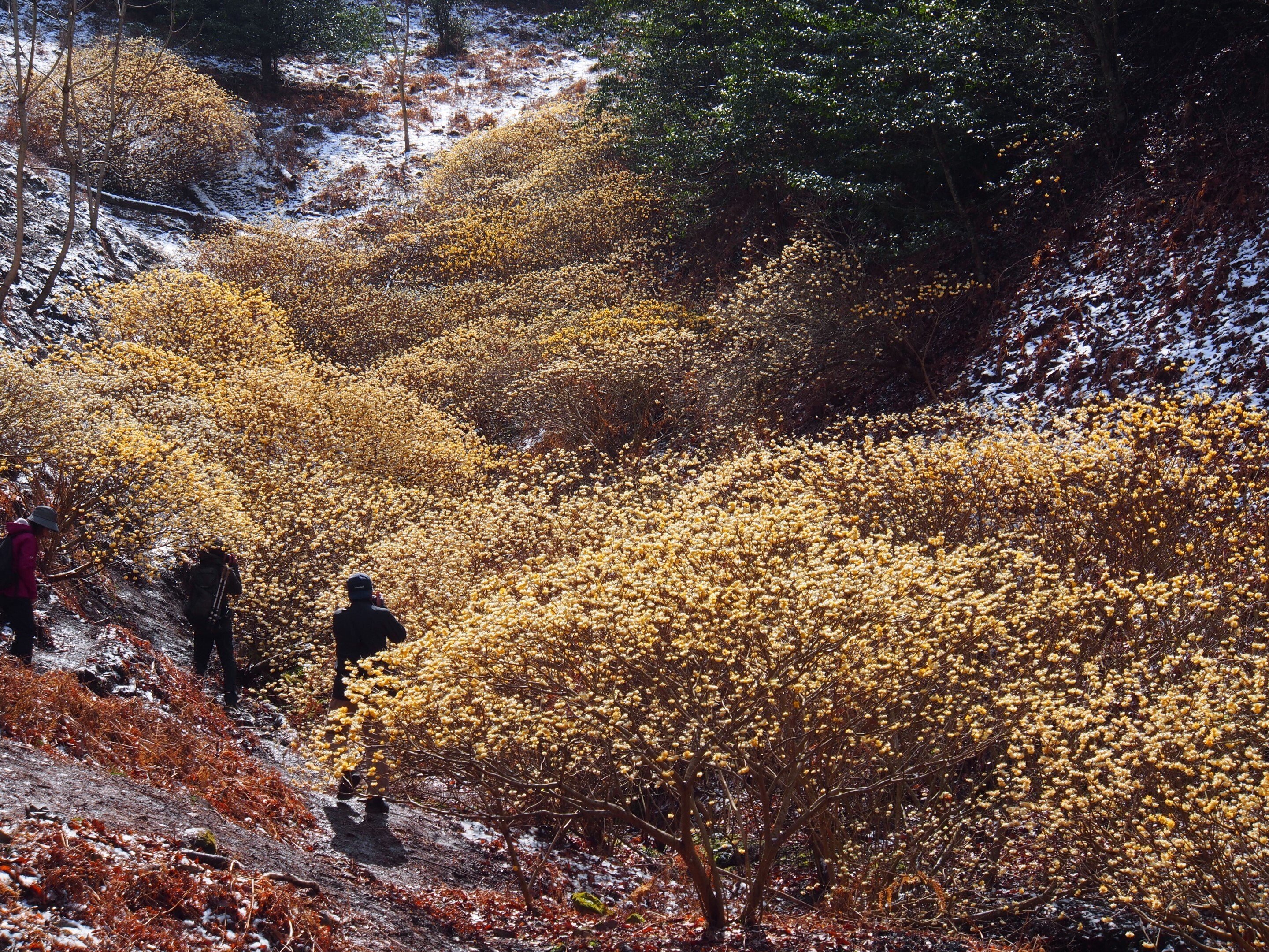 大阪府豊能郡 青貝山2024年3月22日【ミツマタ】｜レタス