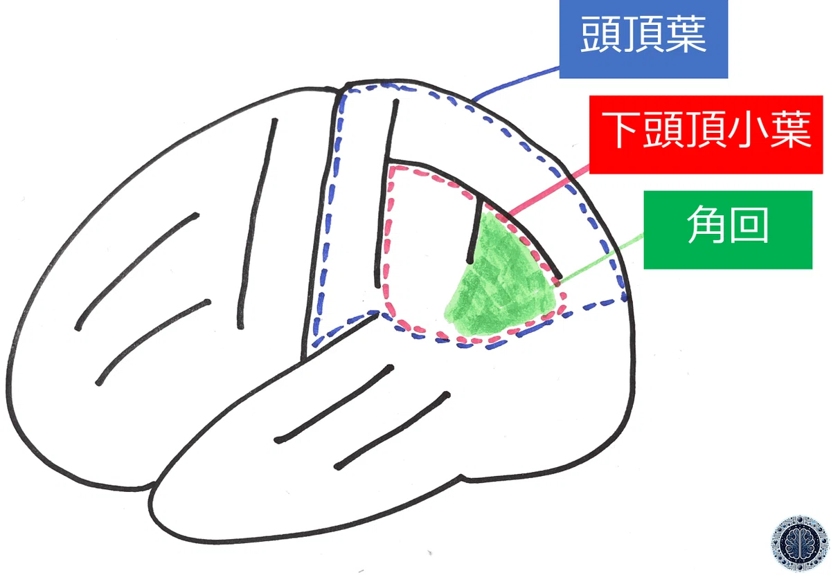 教科書はどこまで正しいか?―「Gerstmann症候群」を題材に|神崎狛/脳と精神をゆるく解説