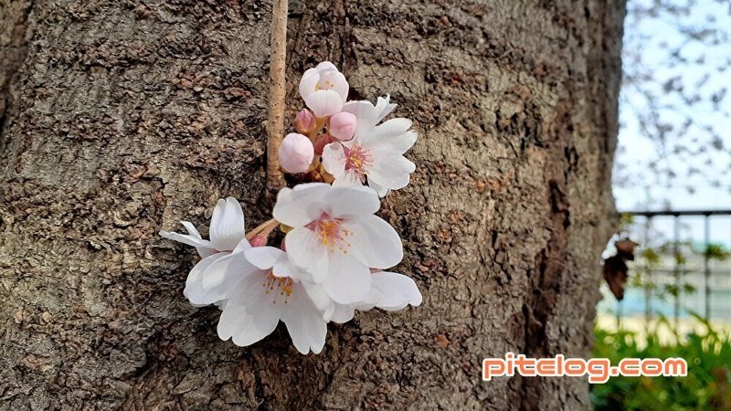 桜の老木に咲く🌸「 咲く（3×9=27）」の語呂合わせと、桜が花開く日