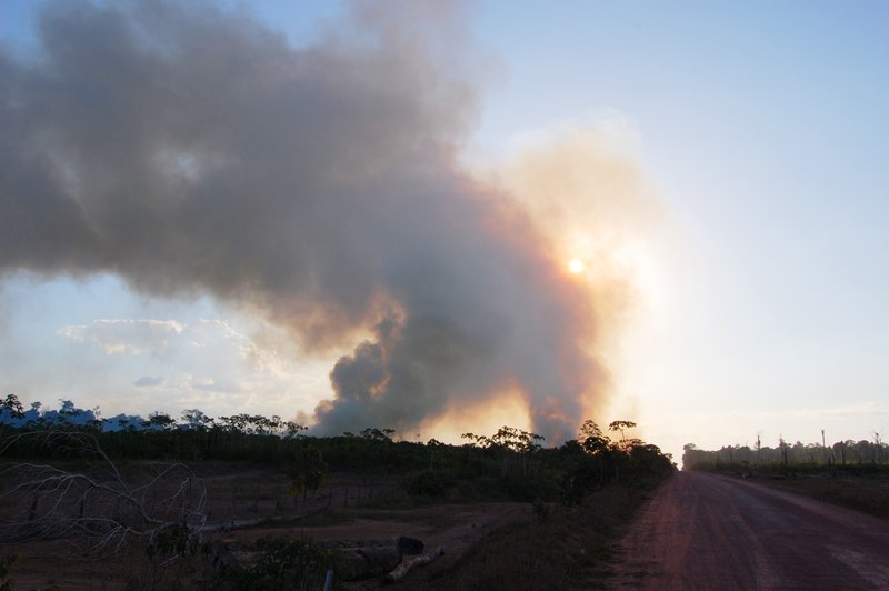 焼き畑の現場から立ち上る黒煙の写真
